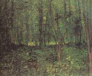 Vincent Van Gogh, Trees and Undergroth (nn04)